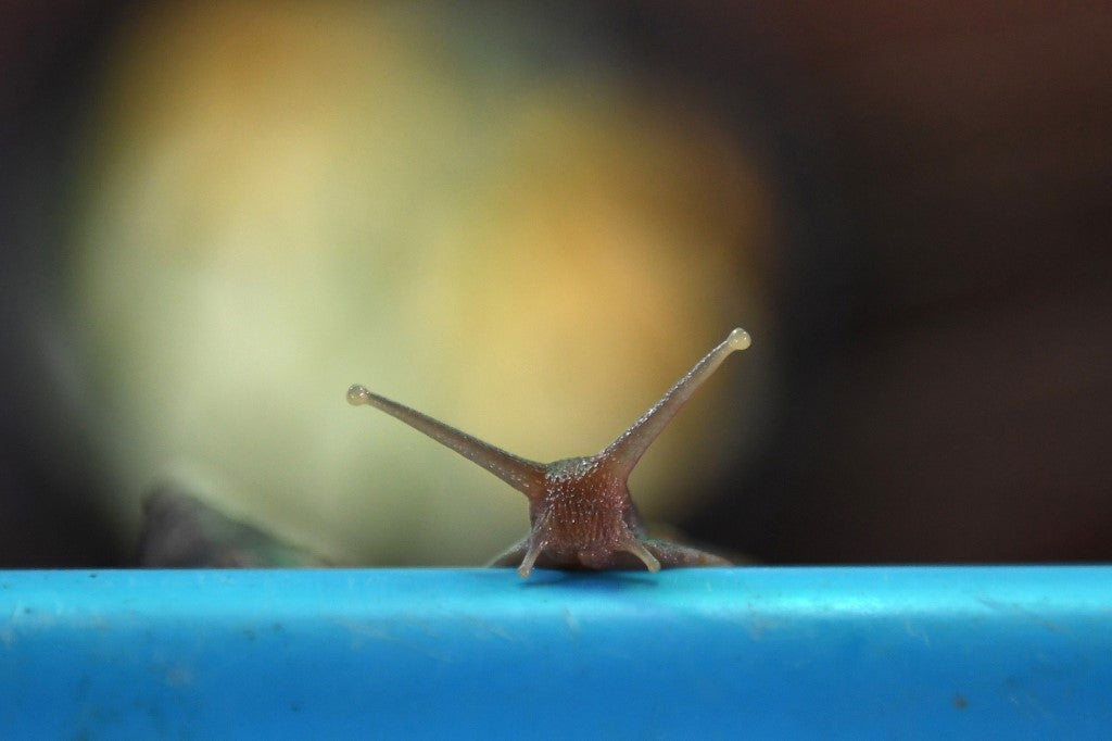 Bava di lumaca e pelle secca: un'alleata contro il prurito