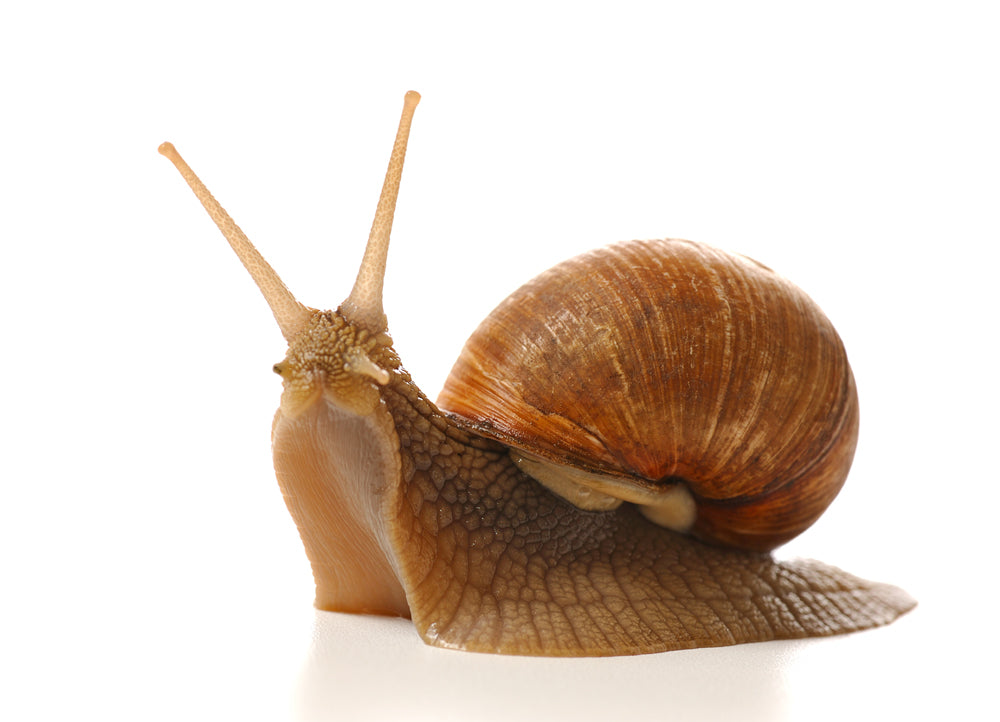 Le migliori sostanze antiossidanti per prevenire l’invecchiamento precoce