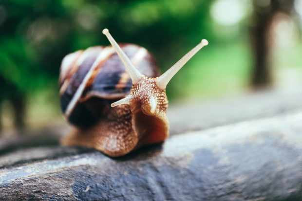 Le nostre lumache non soffrono: la nostra passione cruelty free