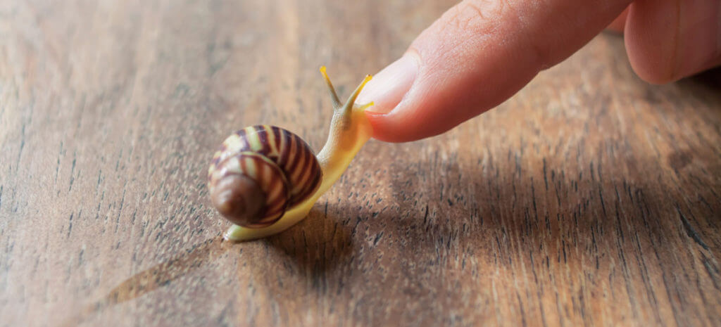 A cosa serve la bava di lumaca e perché puntiamo su di lei